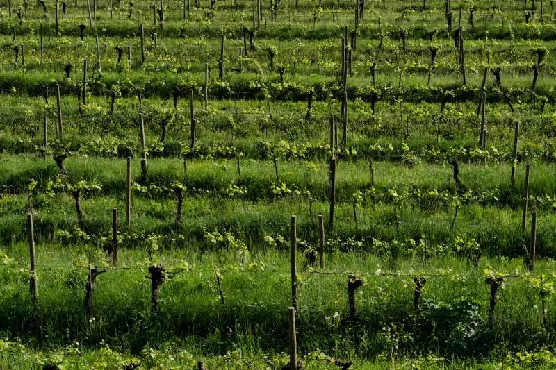 Buenas prácticas para cuidar la calidad desde el campo