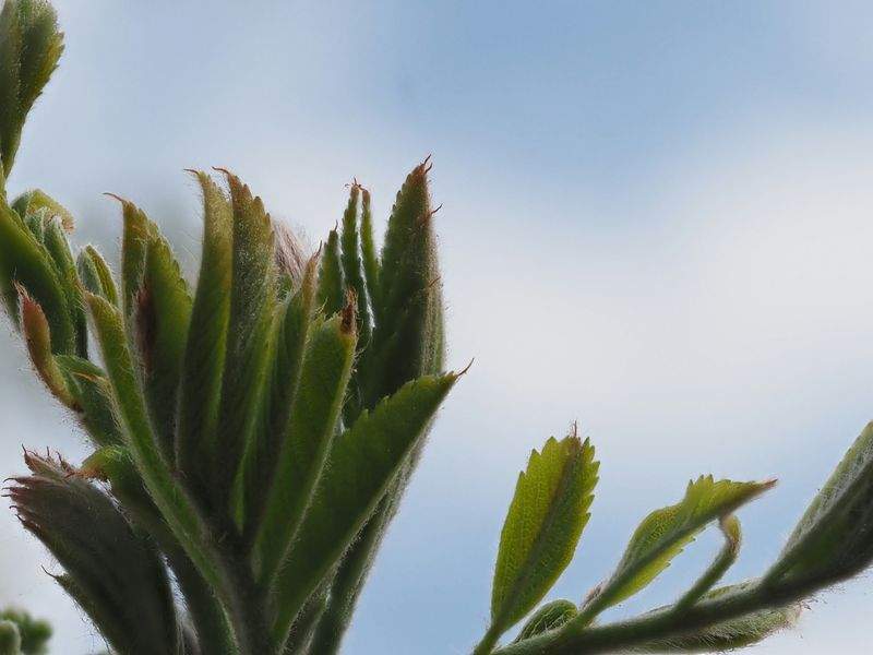 Cultivos del Ebro S.L. 5