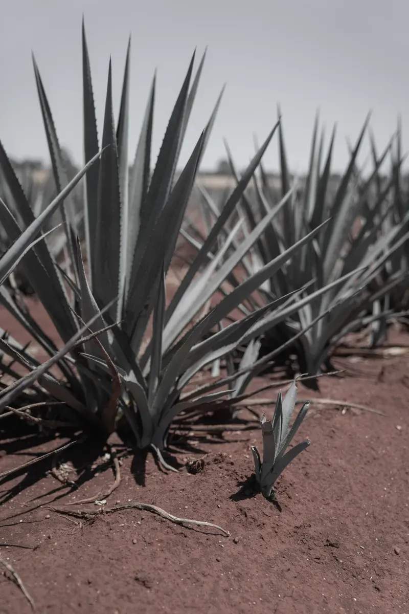Suministro de insumos agrícolas seleccionados